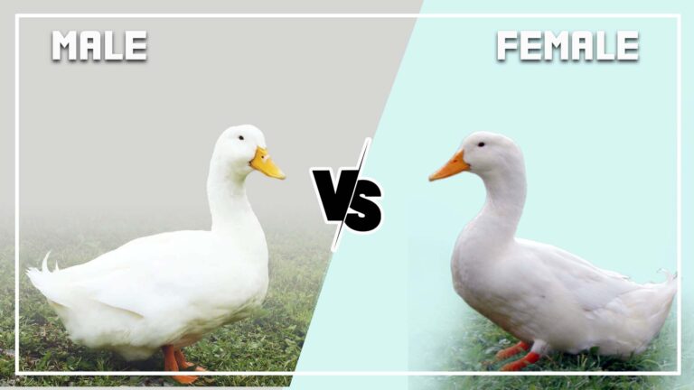 Pekin Duck Male vs Female: What Are The Differences? (Identify)