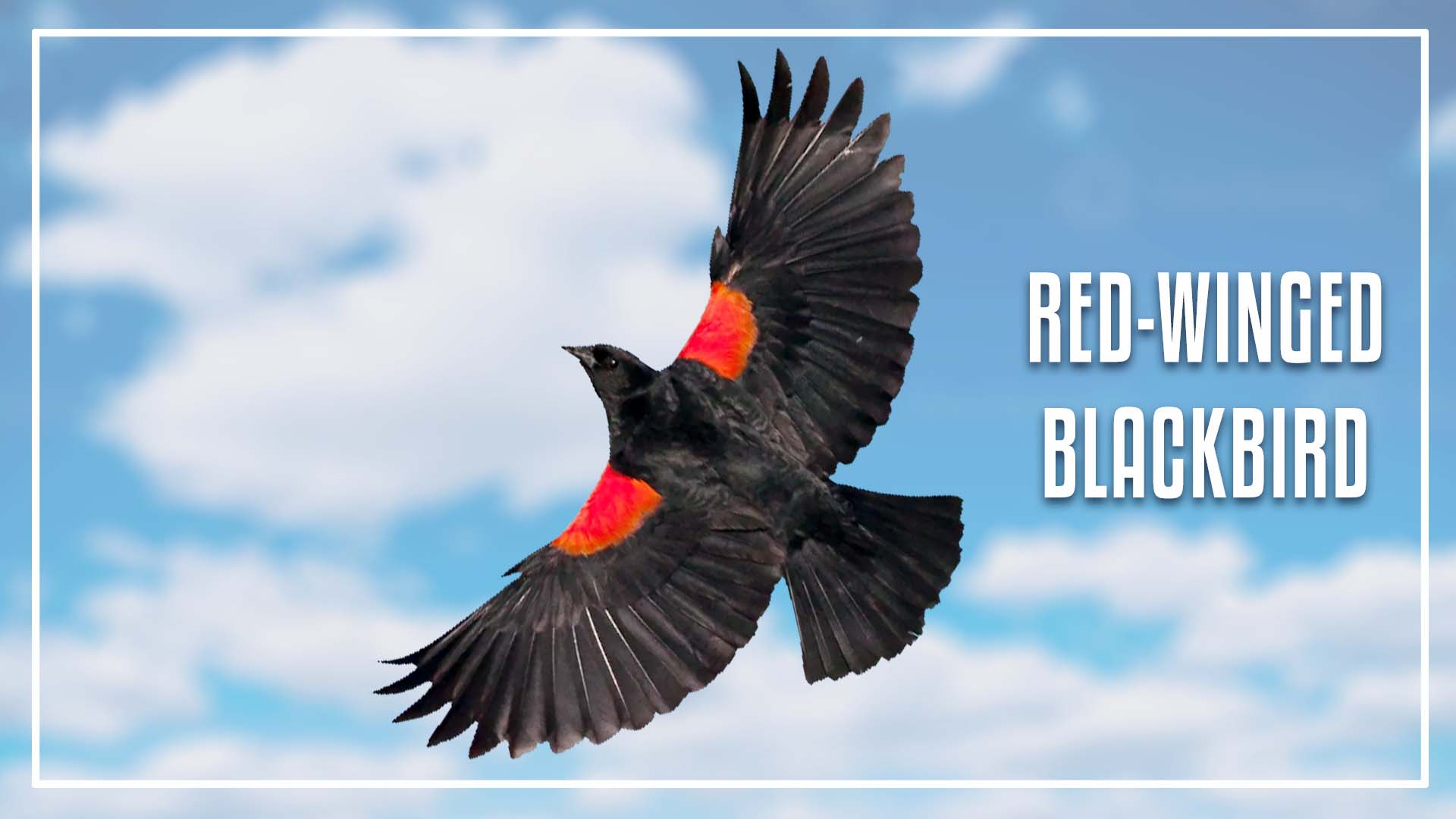 Red winged blackbirds is a black bird with orange stripe on wings