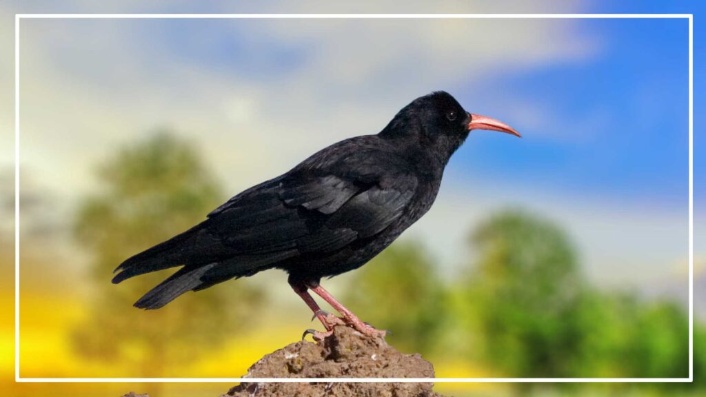Red-billed Chough is a Black Bird With Long Beak