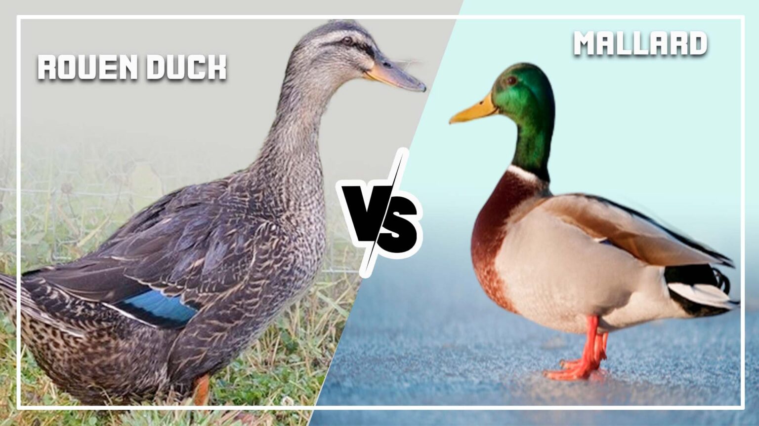 Rouen Duck vs Mallard: 5 Key Differences