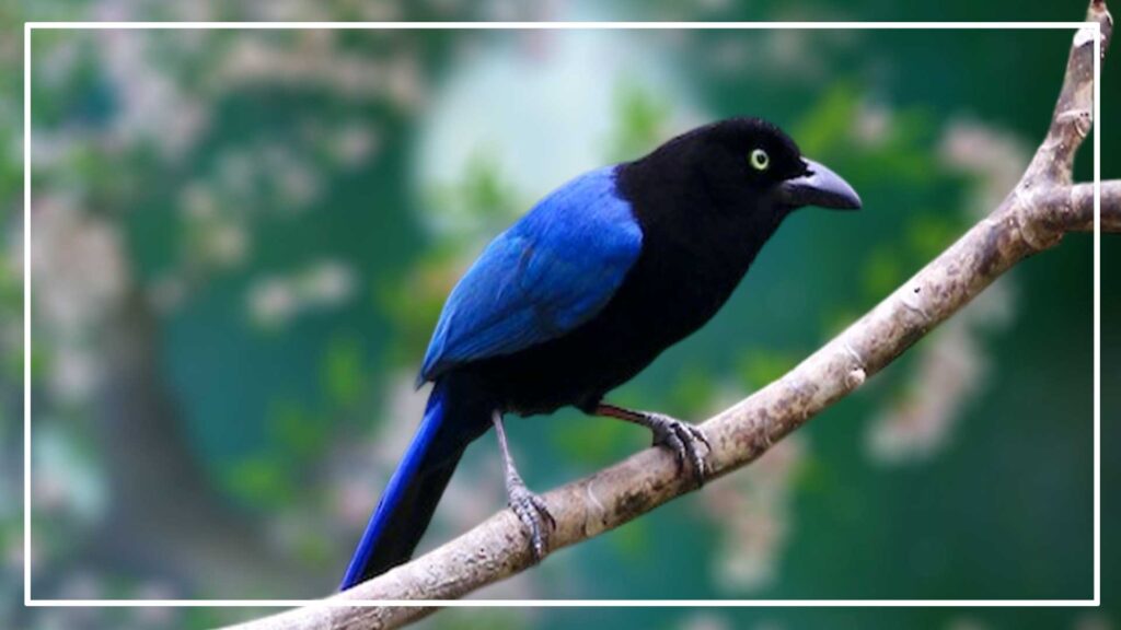 San Blas jay is a Blue Bird with Black Head
