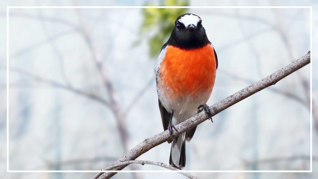 Scarlet robin is a type of black and white bird with red chest
