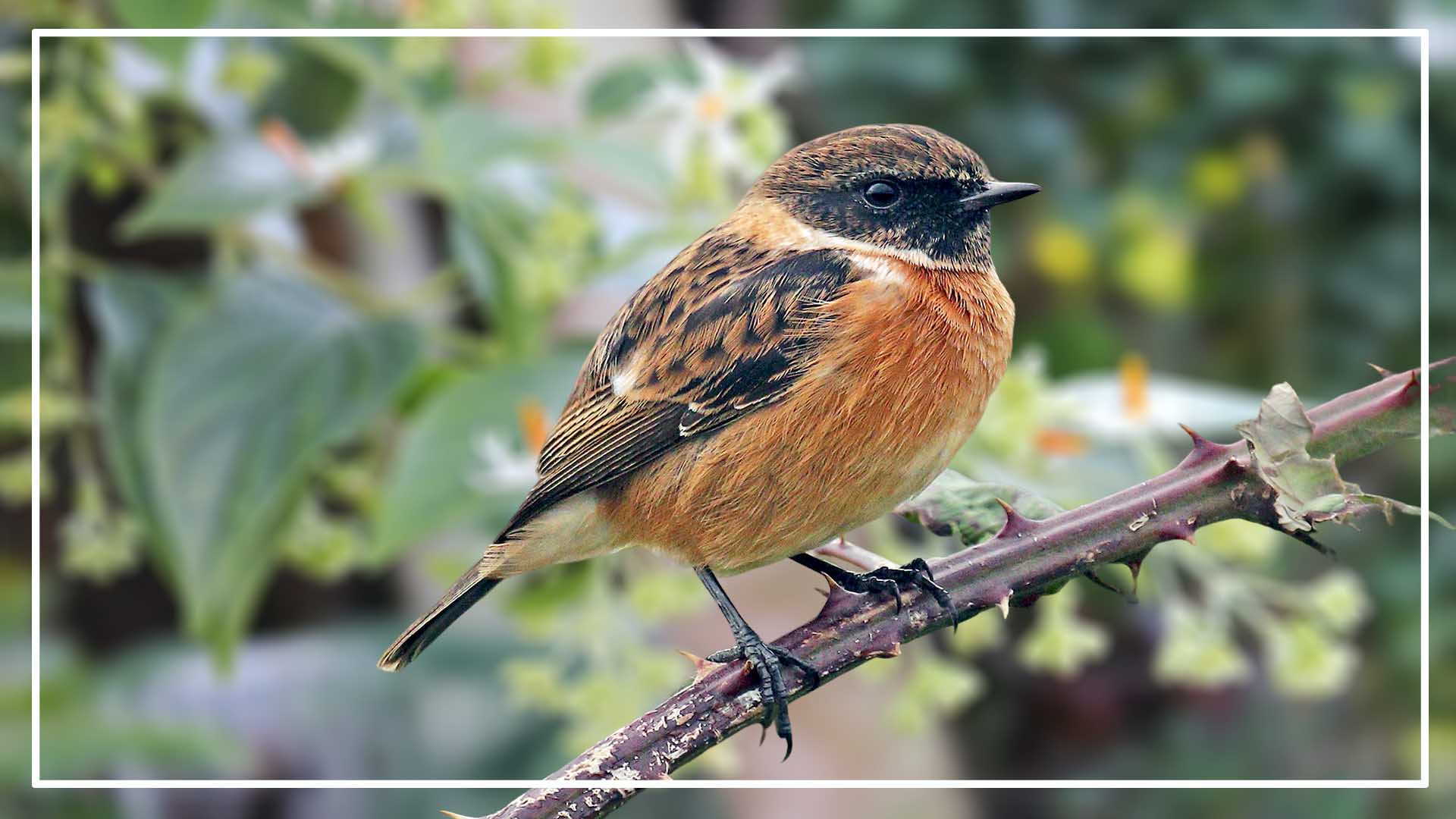 Stonechat is a Northern Cardinal