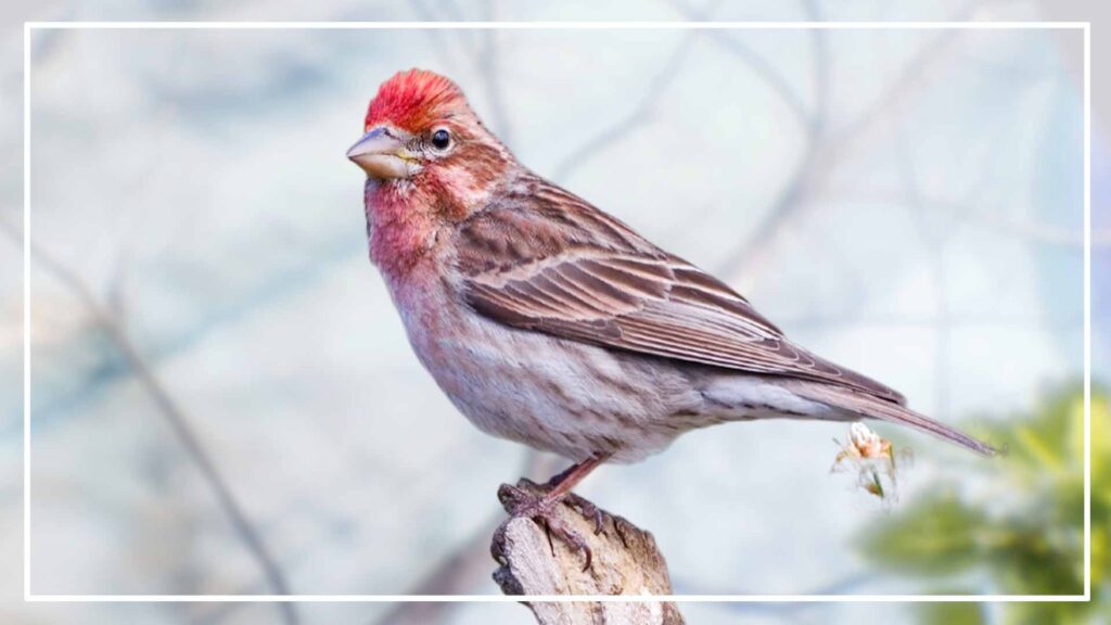 The Similarity between Red-Headed Sparrow vs House Finch