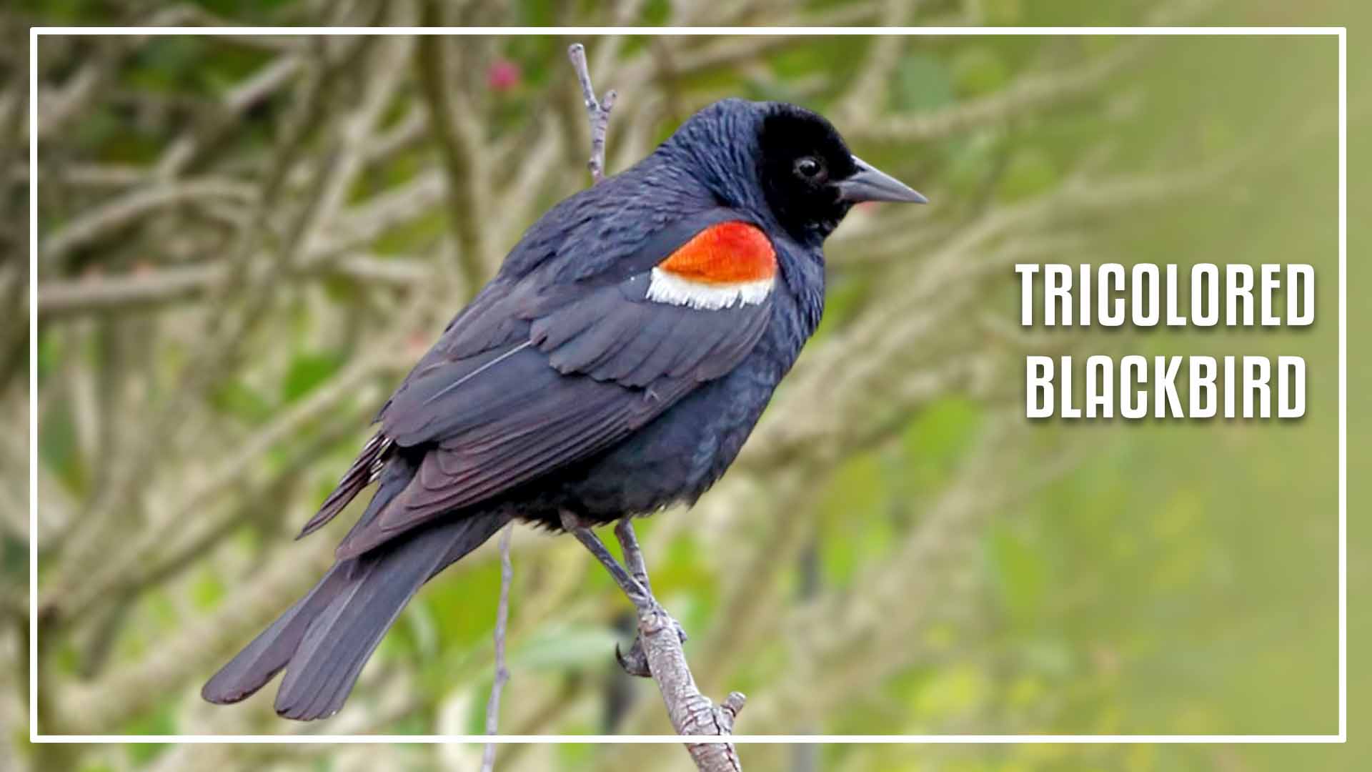 Tricolored Blackbird is a black bird with orange stripe on wings