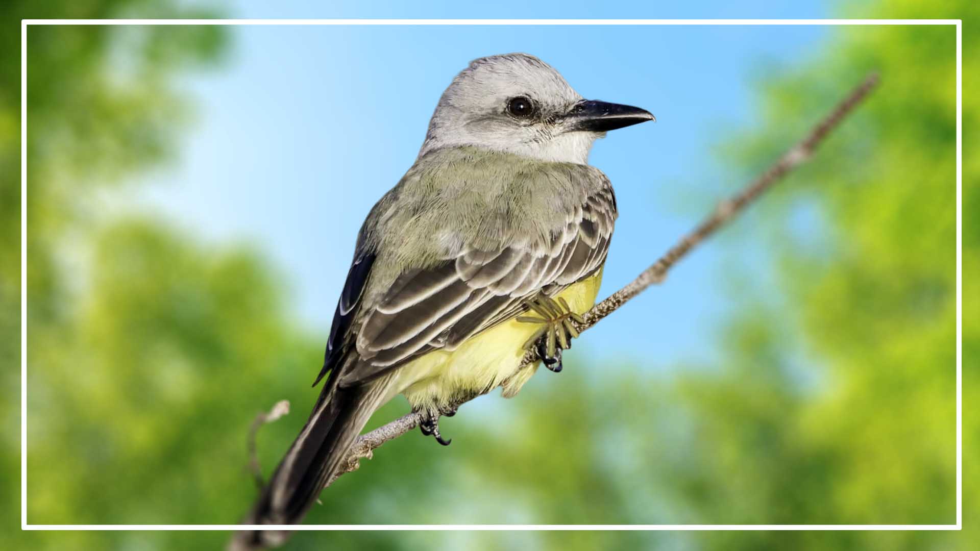 Tropical Kingbird is a Grey Bird With Yellow Belly 
