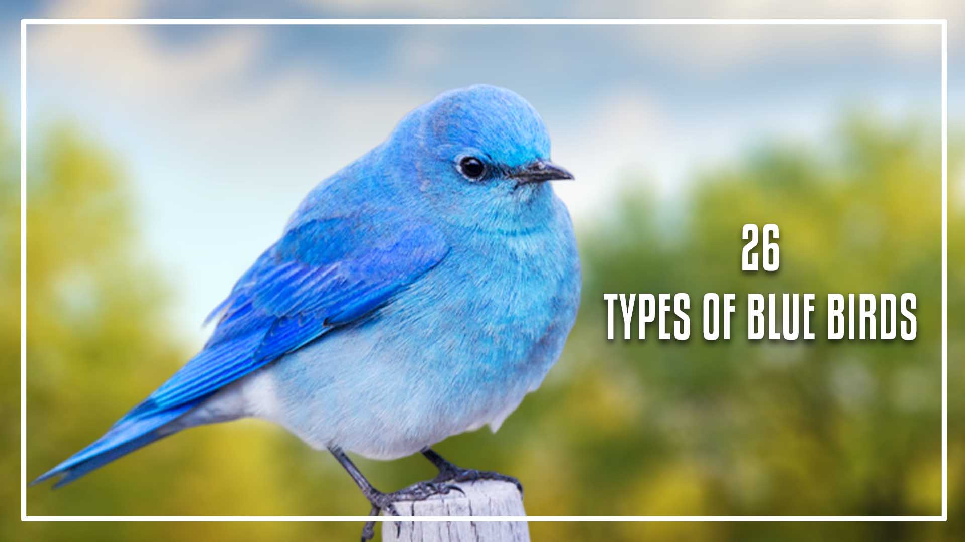 Bird With Blue Chest: Discover the Enchanting Beauty of This Majestic Creature