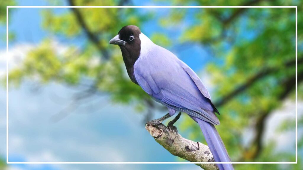 Violaceous jay is a Blue Bird with Black Head

