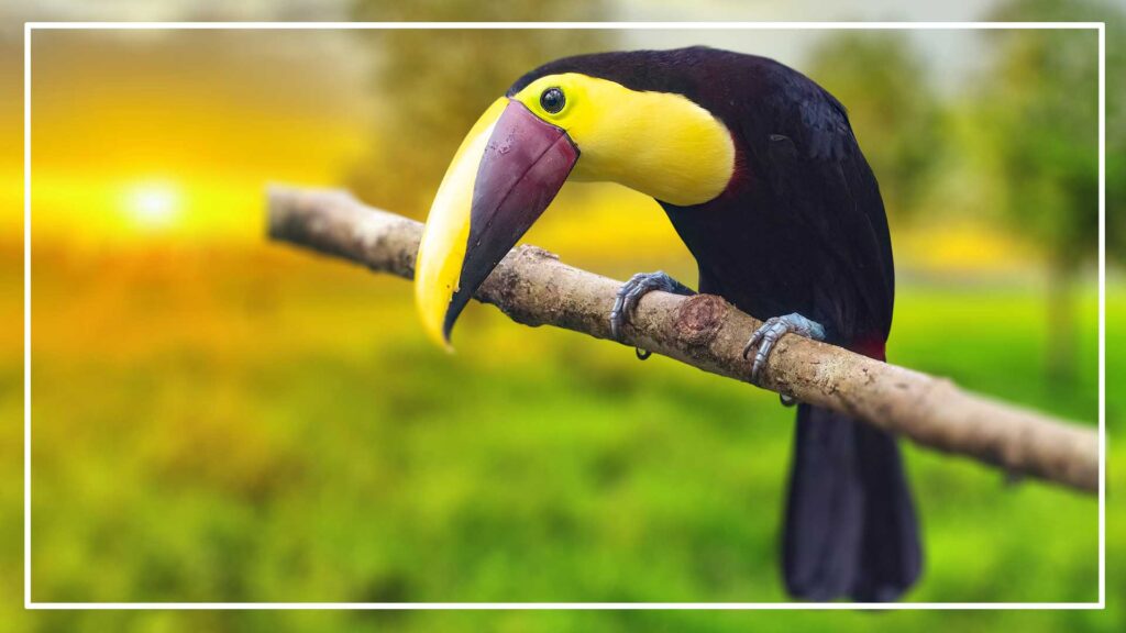 Yellow-throted toucan is a Black Bird With Long Beak