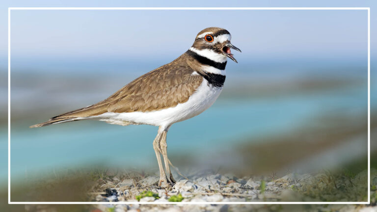 Birds With White Ring Around Neck