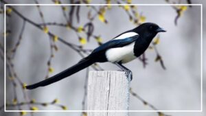 Black And White Birds With Long Tail