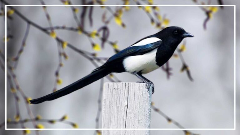 Black And White Birds With Long Tail