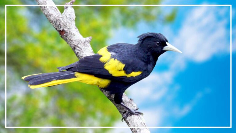 Black Birds With Yellow Stripe On Wing