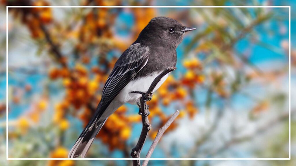 Black phoebe is a Black And White Bird With Long Tail