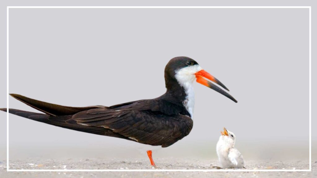 Black skimmer is a Black And White Bird With Long Tail