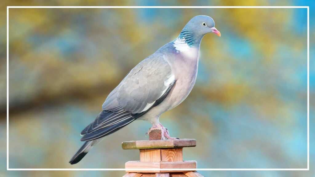 Common wood Pigeon is a type of gray bird with white ring around neck