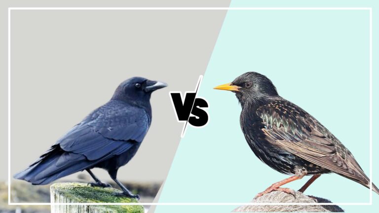 Crow vs Starling: 7 Key Differences