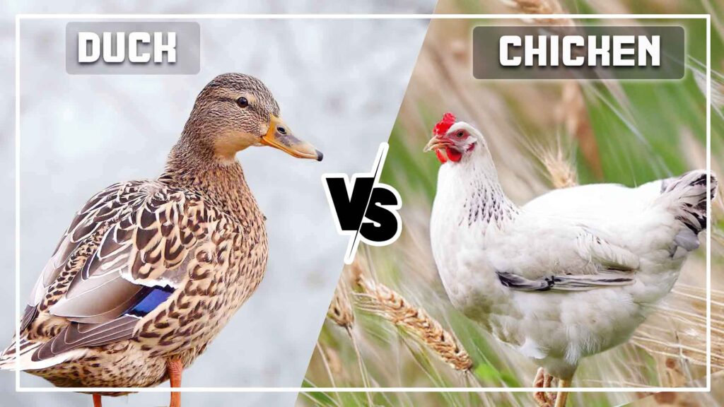 Duck Vs Chicken: Differences and Similarity