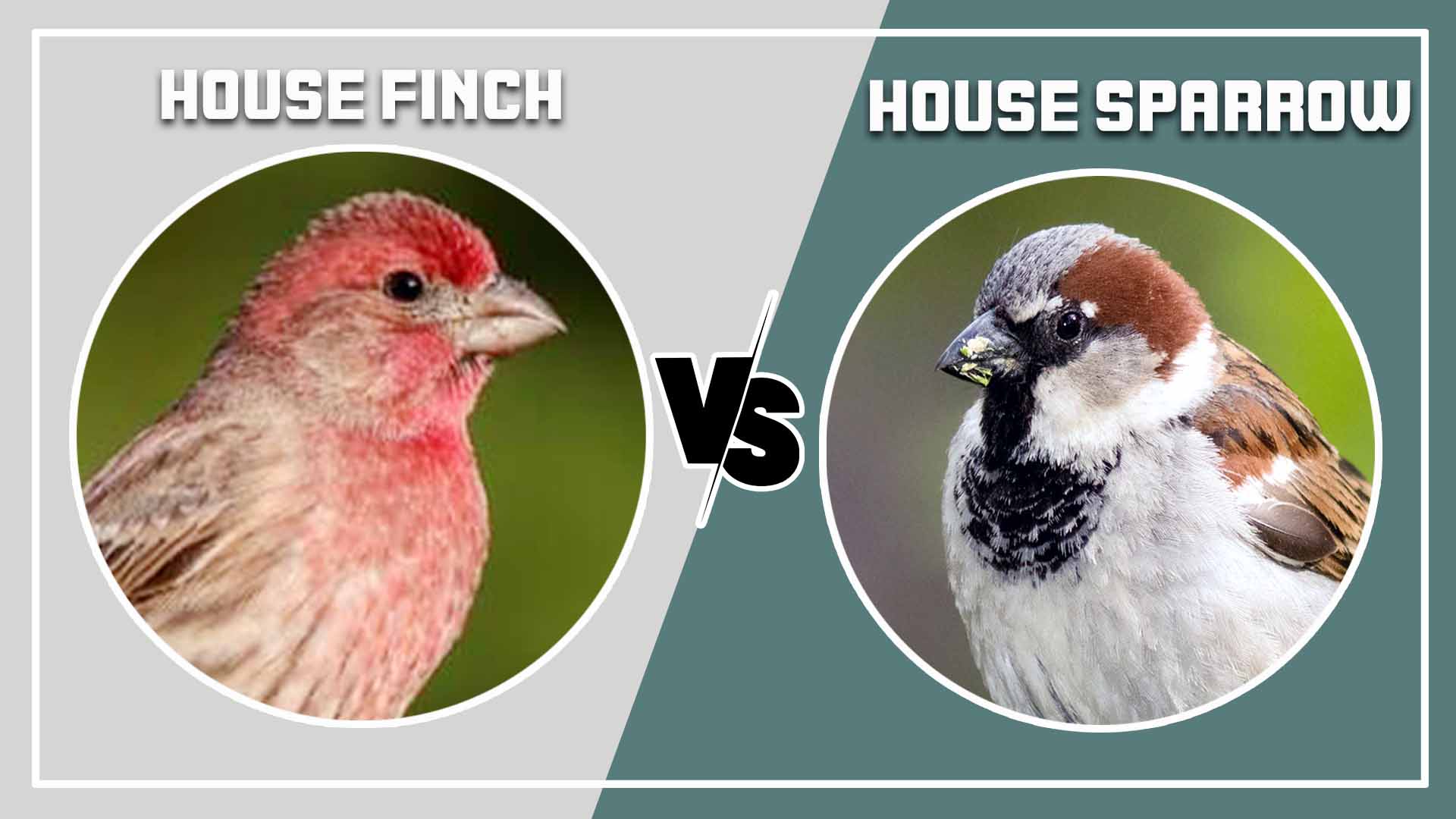 House Finch vs House Sparrow: 7 Key Differences