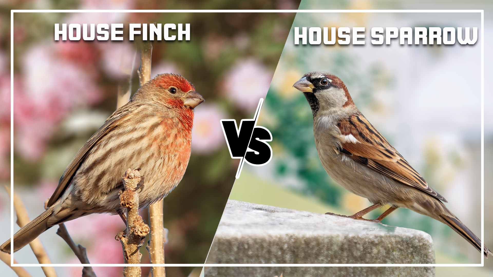 House Finch vs House Sparrow: 7 Key Differences