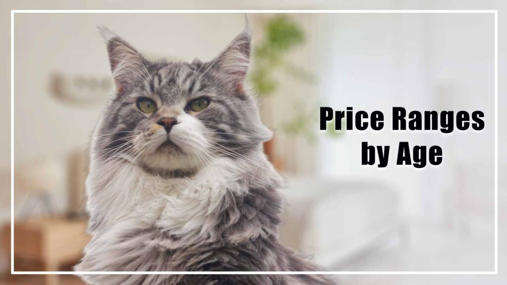 Maine Coon Cat Price Ranges by Age