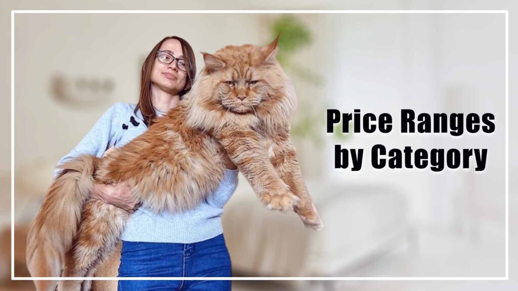 Maine Coon Cat Price Ranges by Category 
