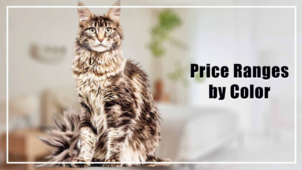 Maine Coon Cat Price Ranges by Color
