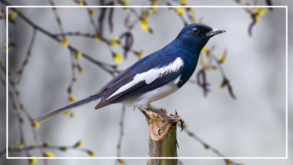  oriental magpie- robin is a Black And White Bird With Long Tail