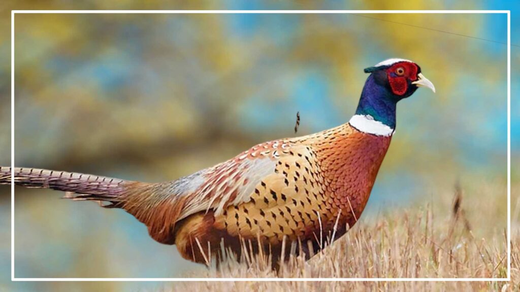 Ring- necked Pheasant is a type of large bird with white ring around neck