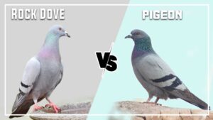 Rock Dove vs Pigeon