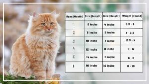 The Maine Coon Kitten Size and Weight Chart