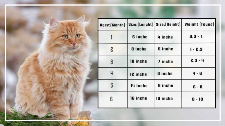 The Maine Coon Kitten Size and Weight Chart