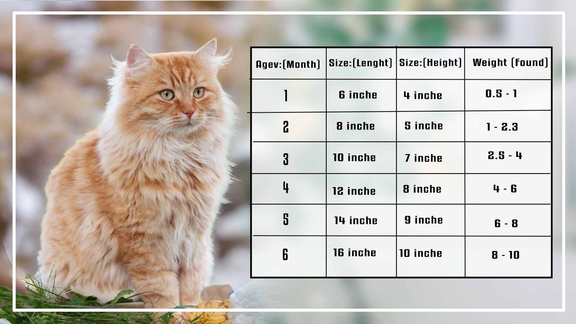 The Maine Coon Kitten Size Weight & Price Chart by Age