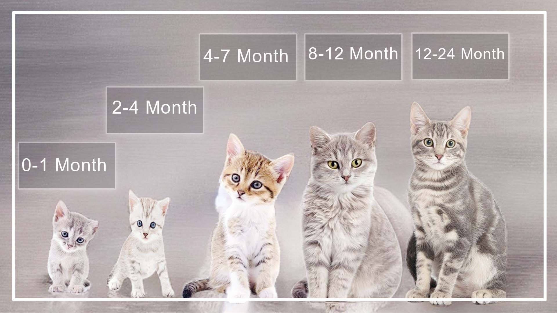 When Do Male Cats Stop Growing? (You Need To know)