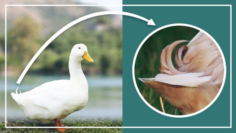 When Do Pekin Ducks Get Drake Feathers