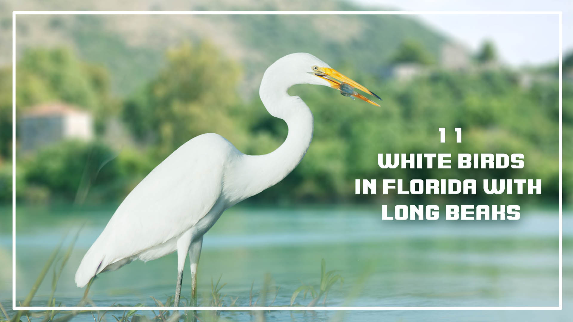 11 White Birds in Florida With Long Beaks