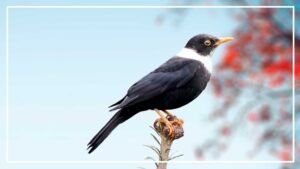 Colour Ringing Birds 8 Birds With White Ring Around Neck (ID & Pictures)