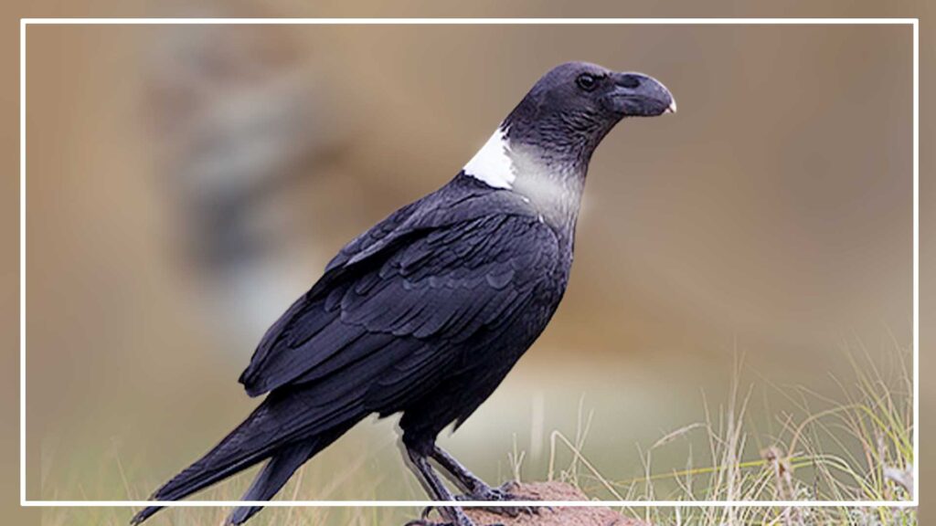 White necked raven is a large black bird with white ring around neck
