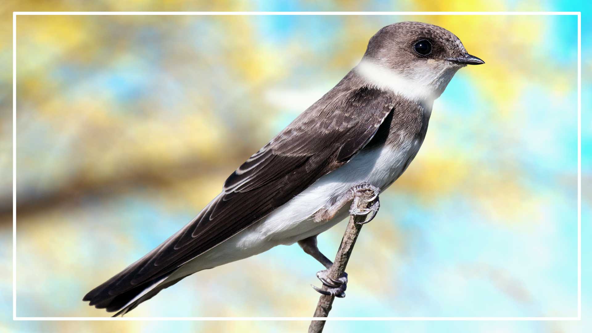 8-birds-with-white-ring-around-neck-id-pictures