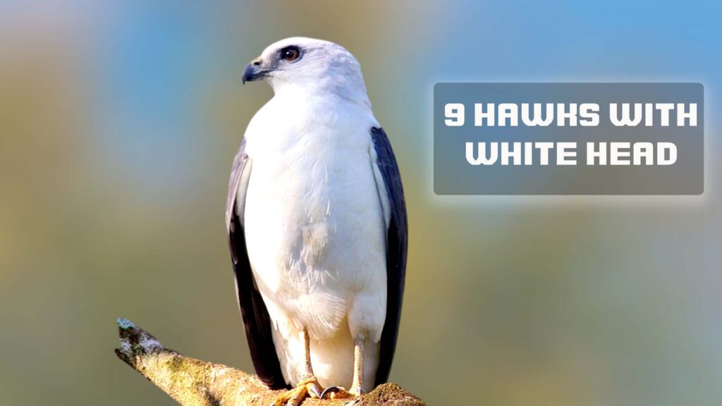9 Hawks with White Head