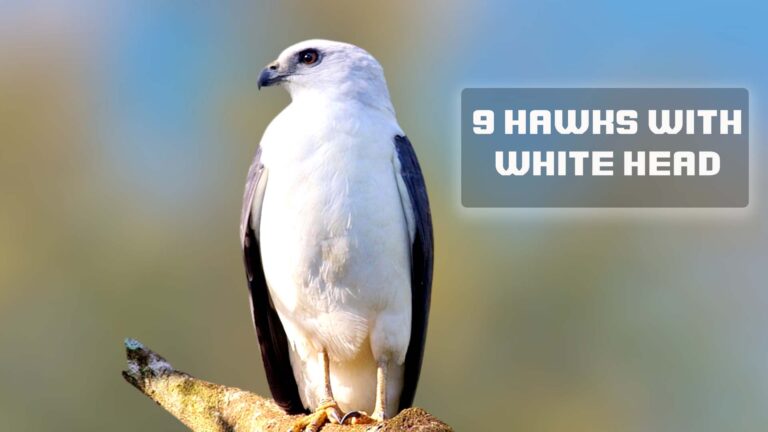 9 Hawks with White Heads (Size, Color, Diet and Habitat)