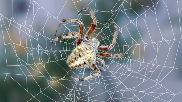 Barn Spider: Size, Color, Bite, life Cycle, Habitat & Facts 