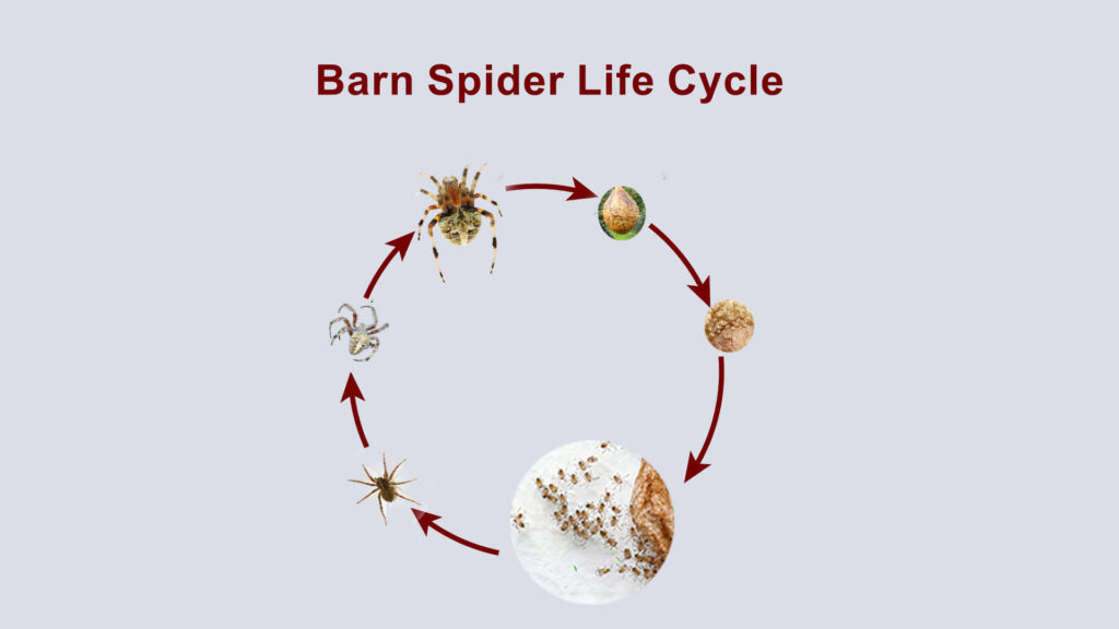 Barn Spider Life Cycle