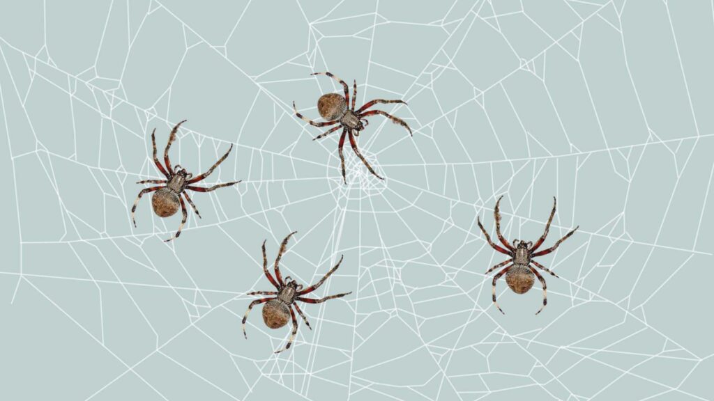 Barn Spider Web 