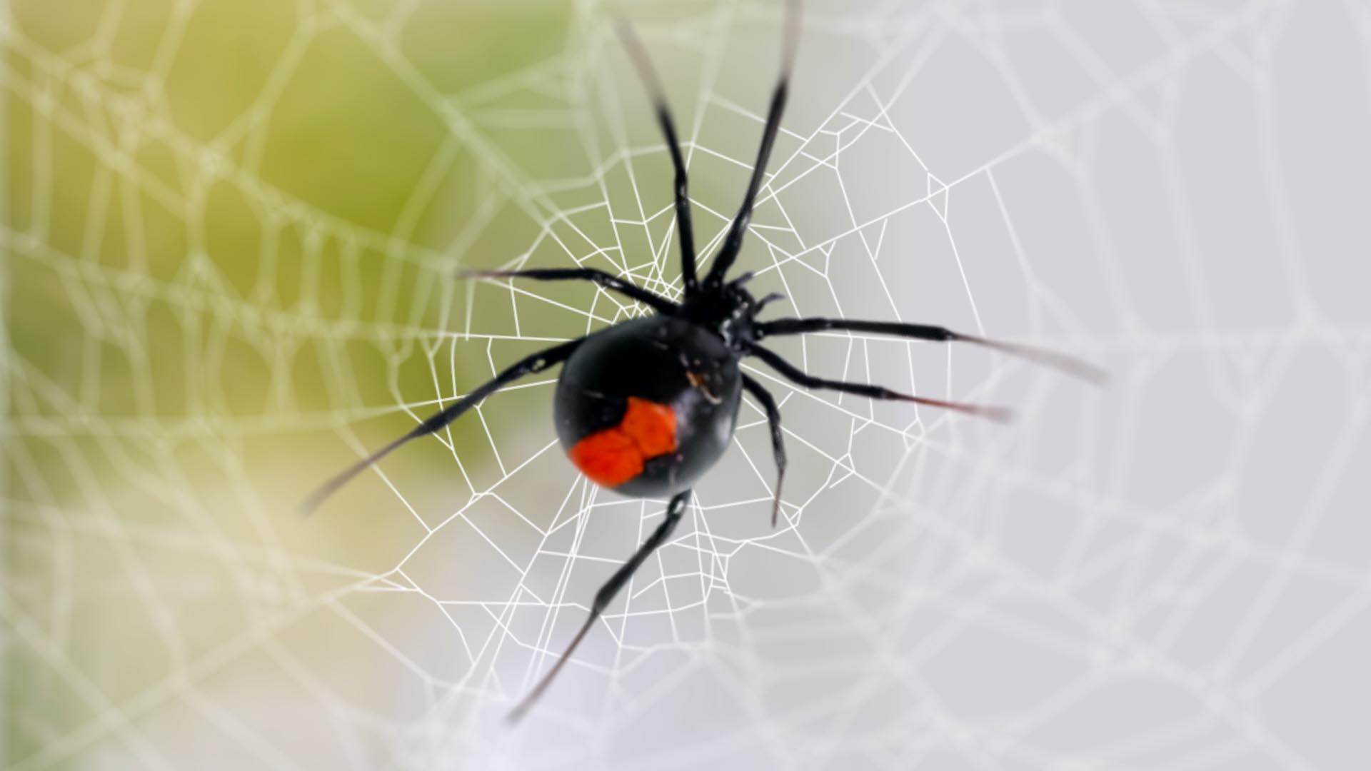 Black Widow Spider Bite Stages Symptoms And Recovery