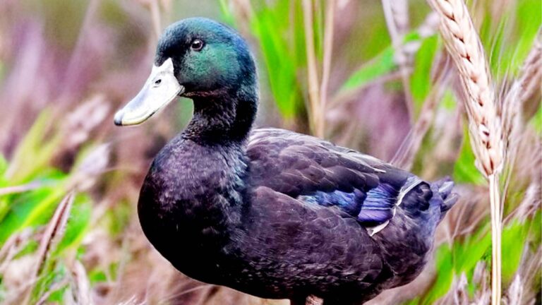 Cayuga Duck Male and Female: Size, Color, Eggs, & Facts