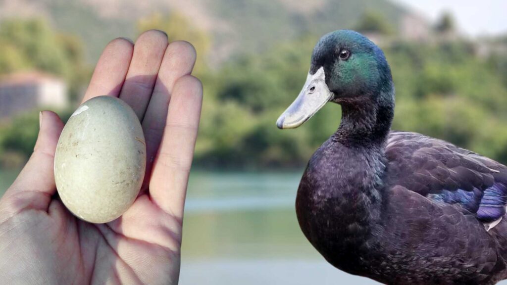 Cayuga Duck Egg Production