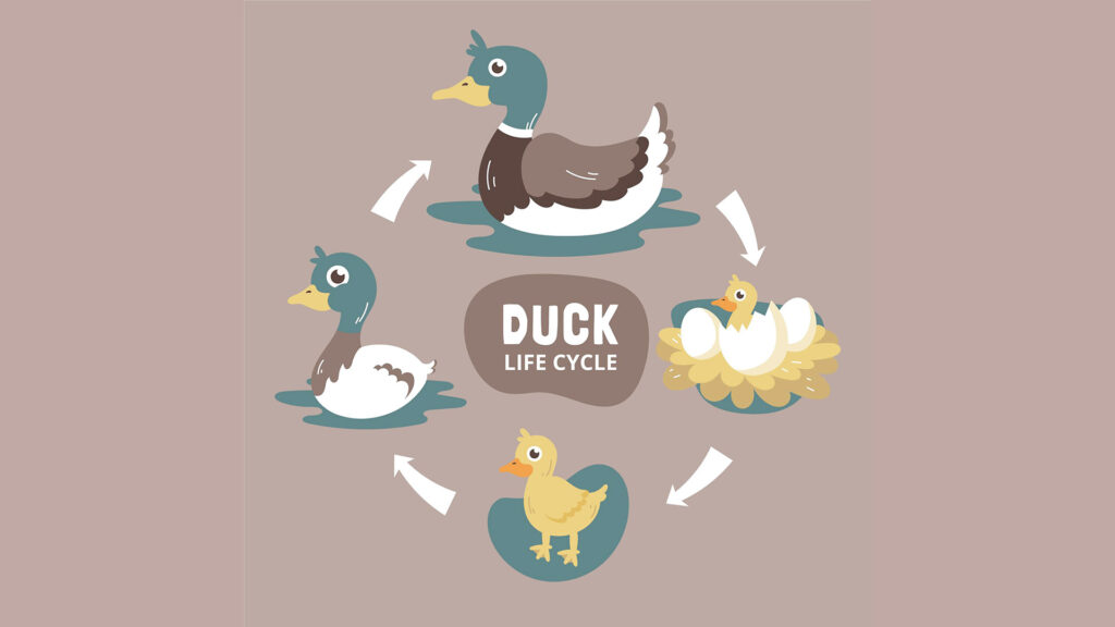 Cayuga Ducks Life Cycle
