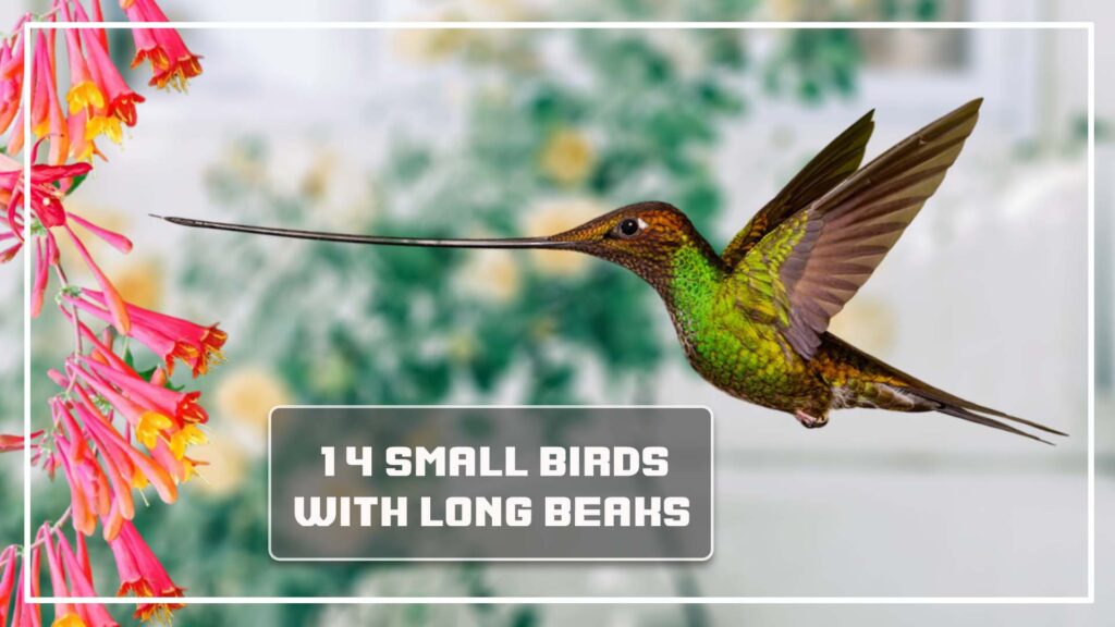 14 Small Birds With Long Beaks