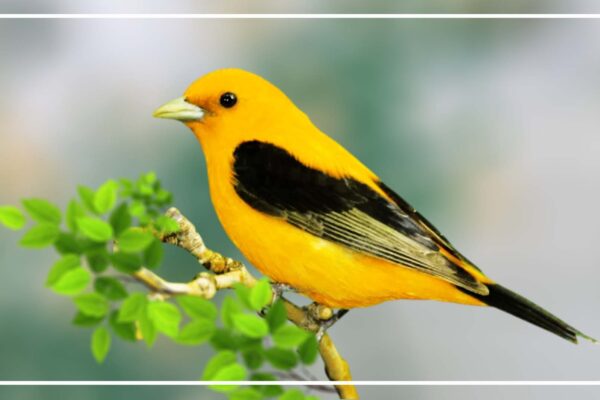 Small & Large Yellow Birds With Black stripes on wings